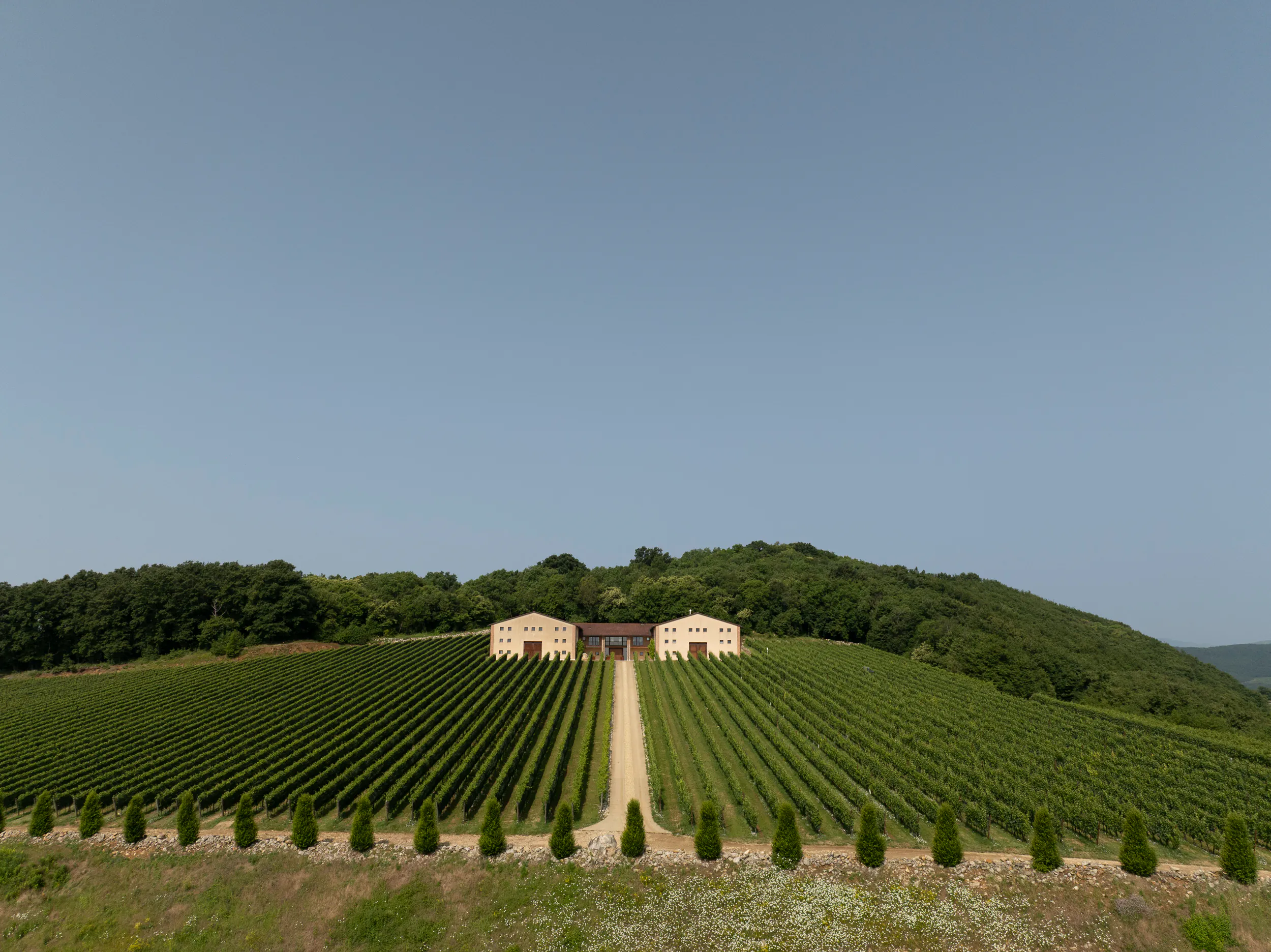 La cantina tra i filari, vista dall'alto