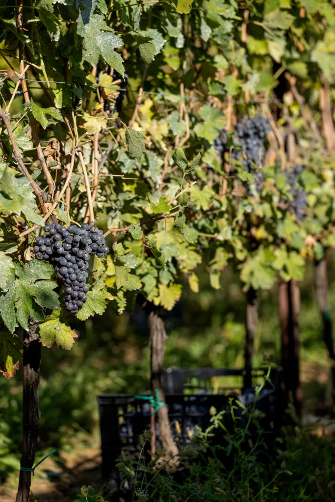 Grappolo di uva rossa tra le foglie, nel filare