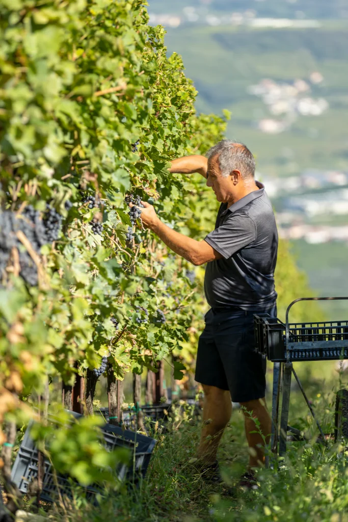 Antonio Fattori tra i filari durante la vendemmia