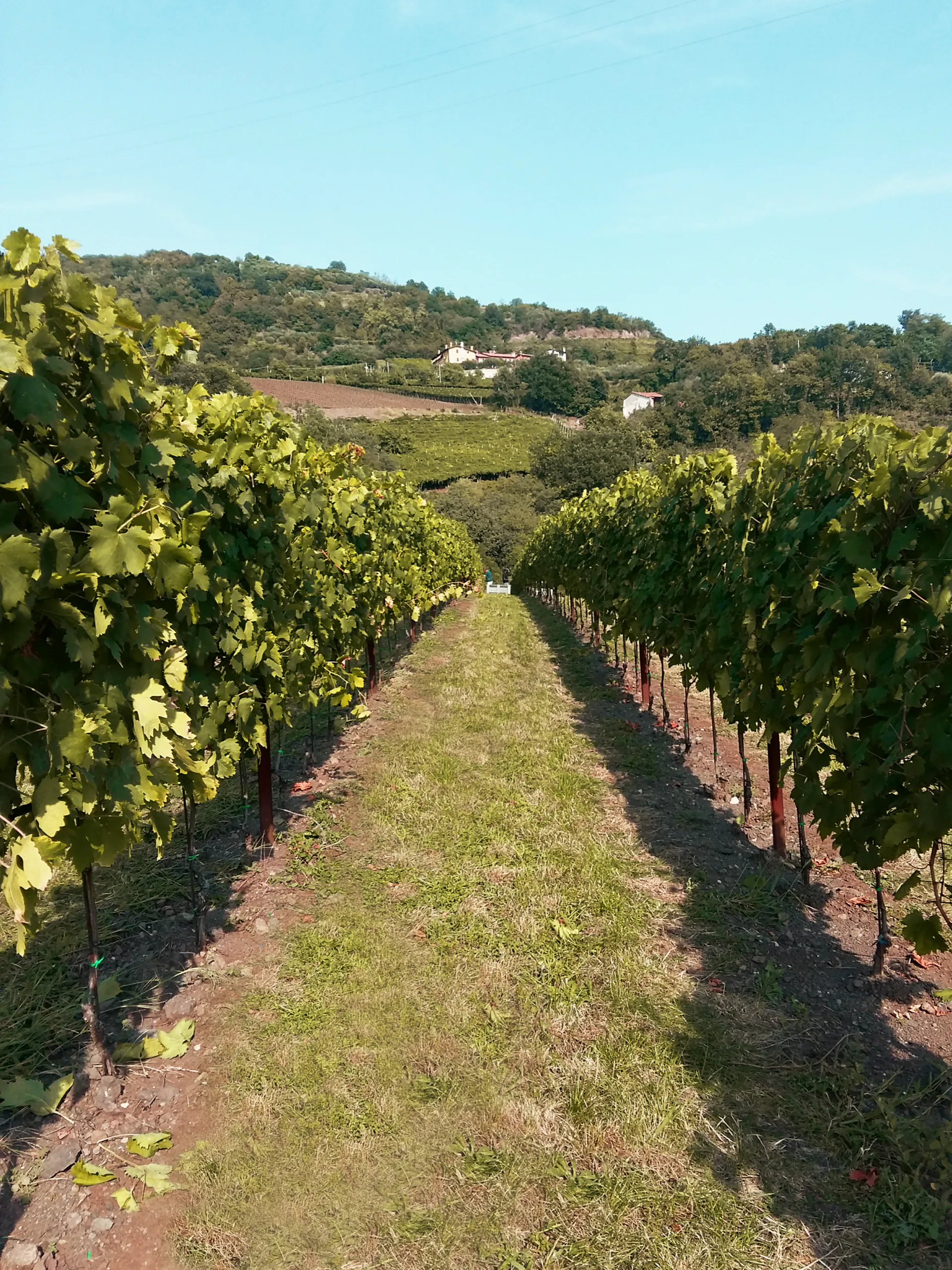 Filare di vigne in collina in una giornata di sole