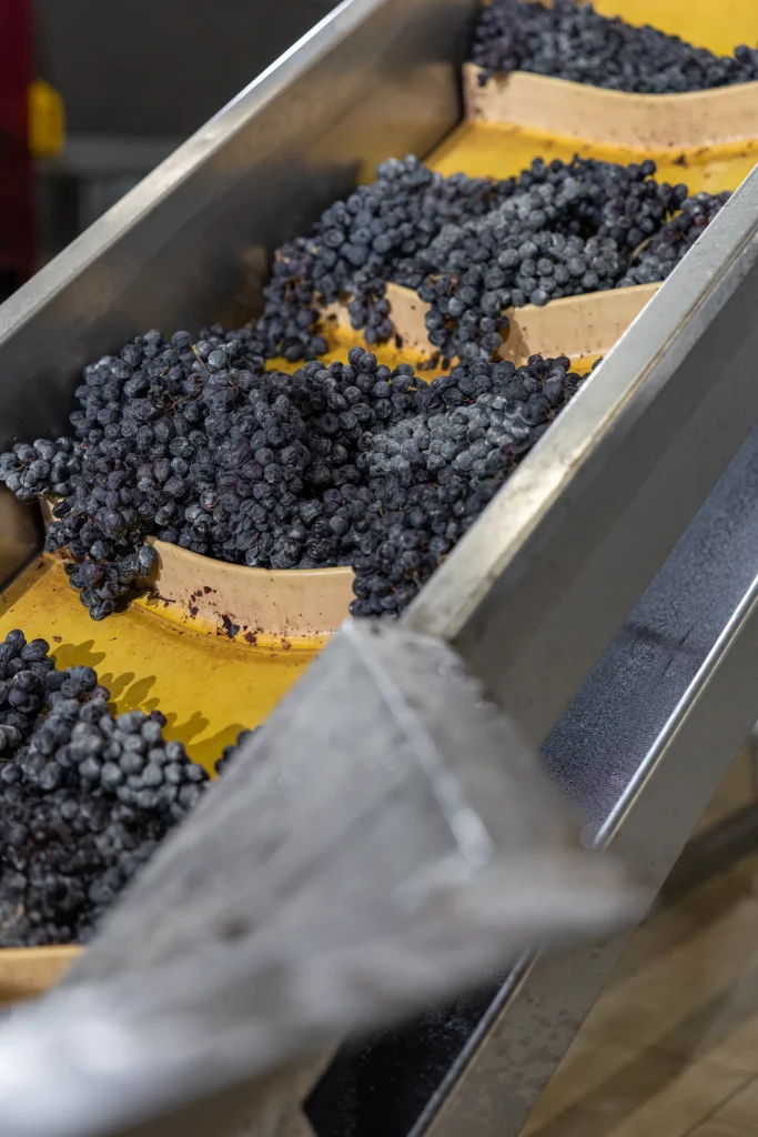 Grappoli sul nastro di carico in cantina