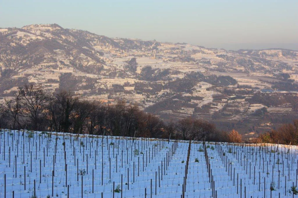 Vigneto innevato sulle colline in inverno