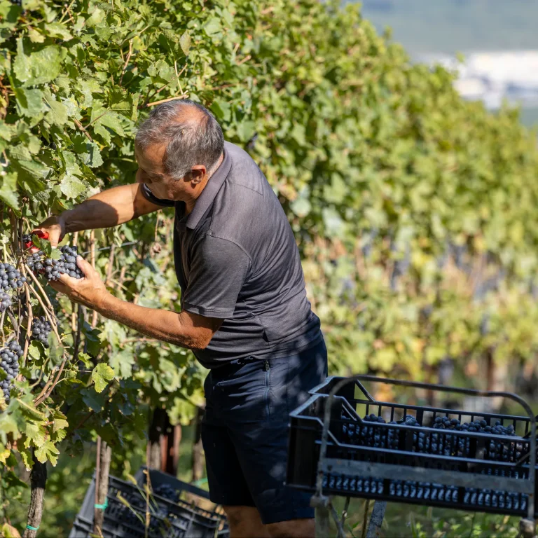 Vendemmia a mano tra i filari
