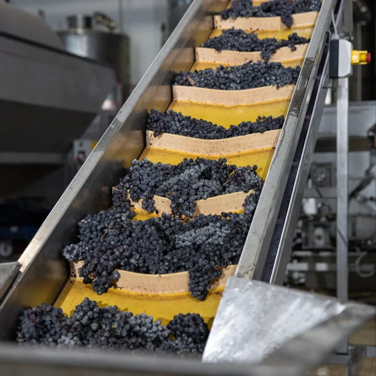 Grappoli sul nastro di selezione in cantina