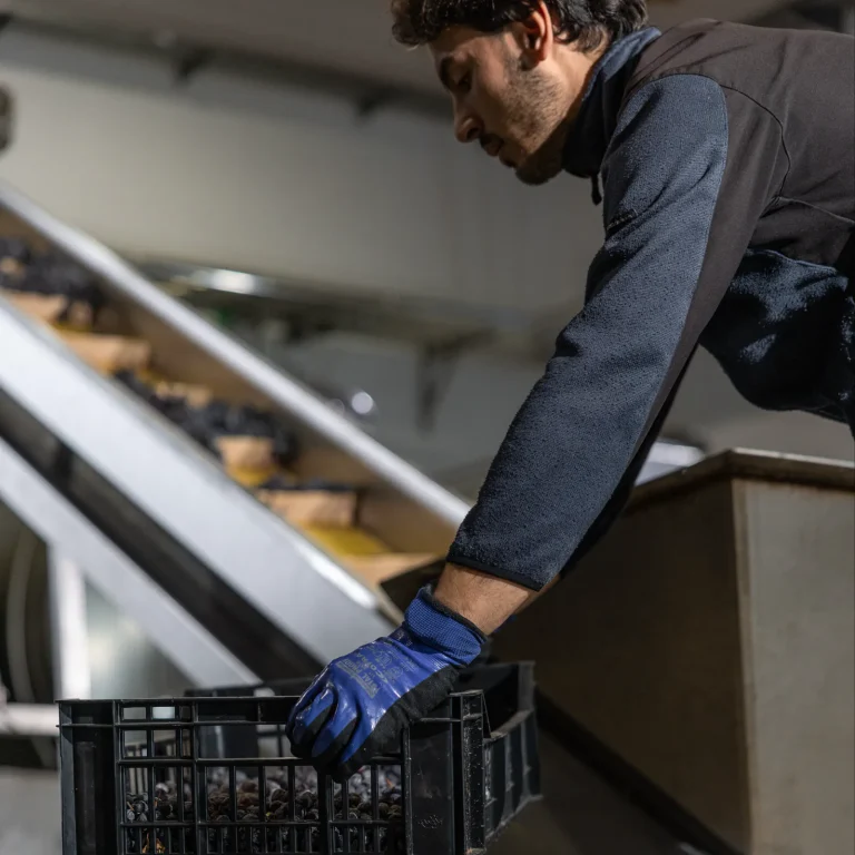 Cassetta di uva in cantina