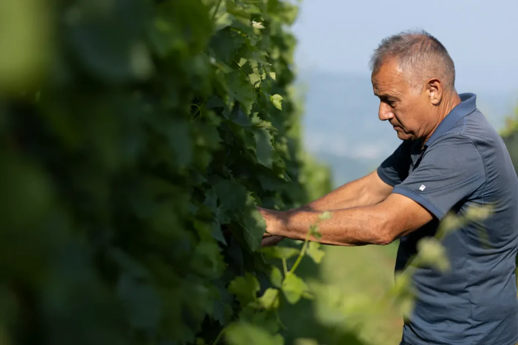 Antonio Fattori al lavoro tra i filari