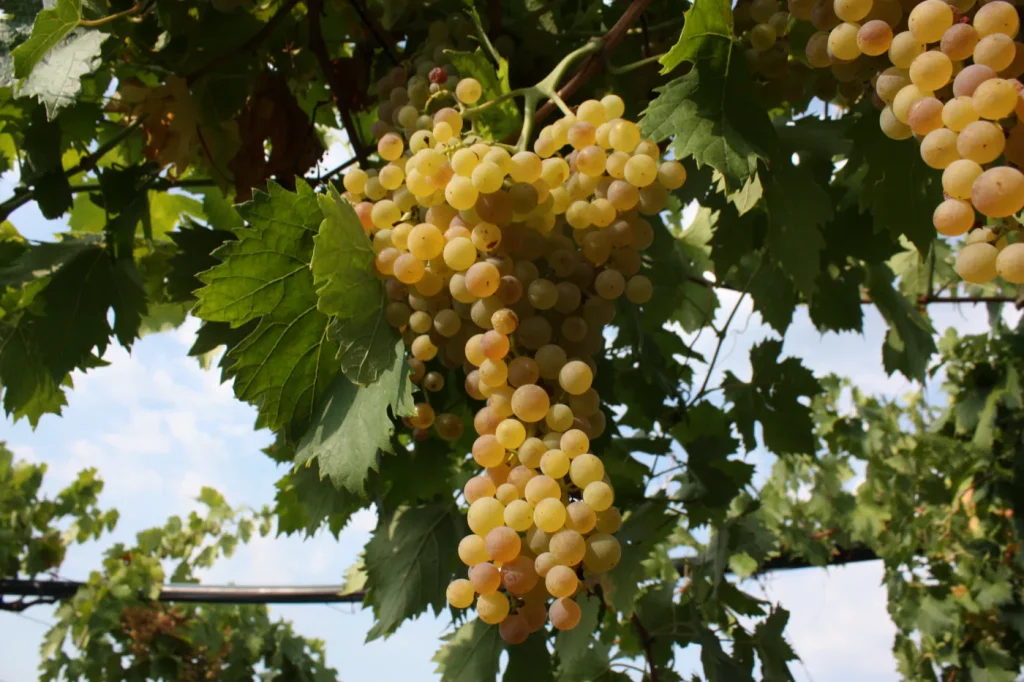Grappolo di garganega