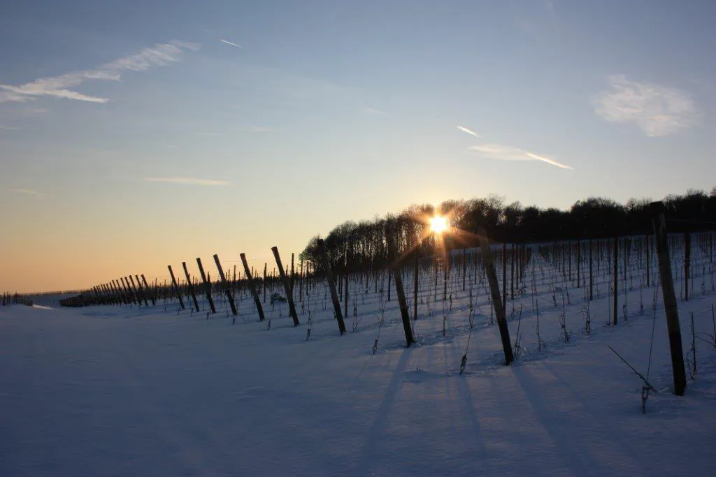Vigna innevata al tramonto