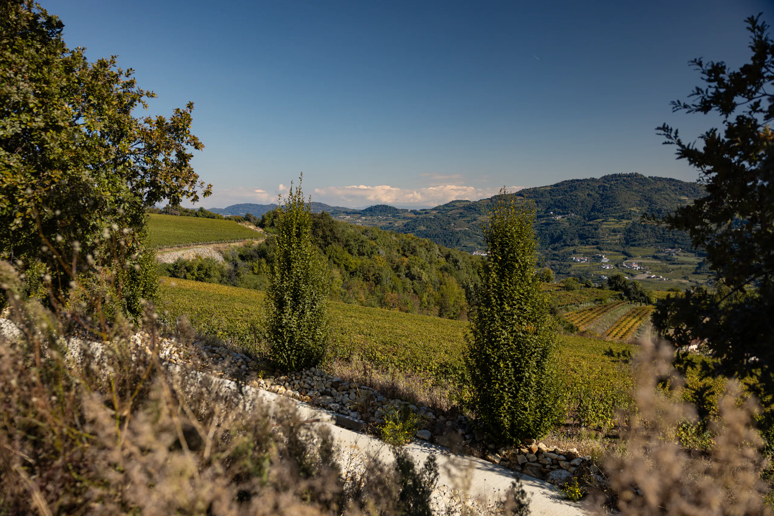 La valle vista dalla Bastia, con i cipressi