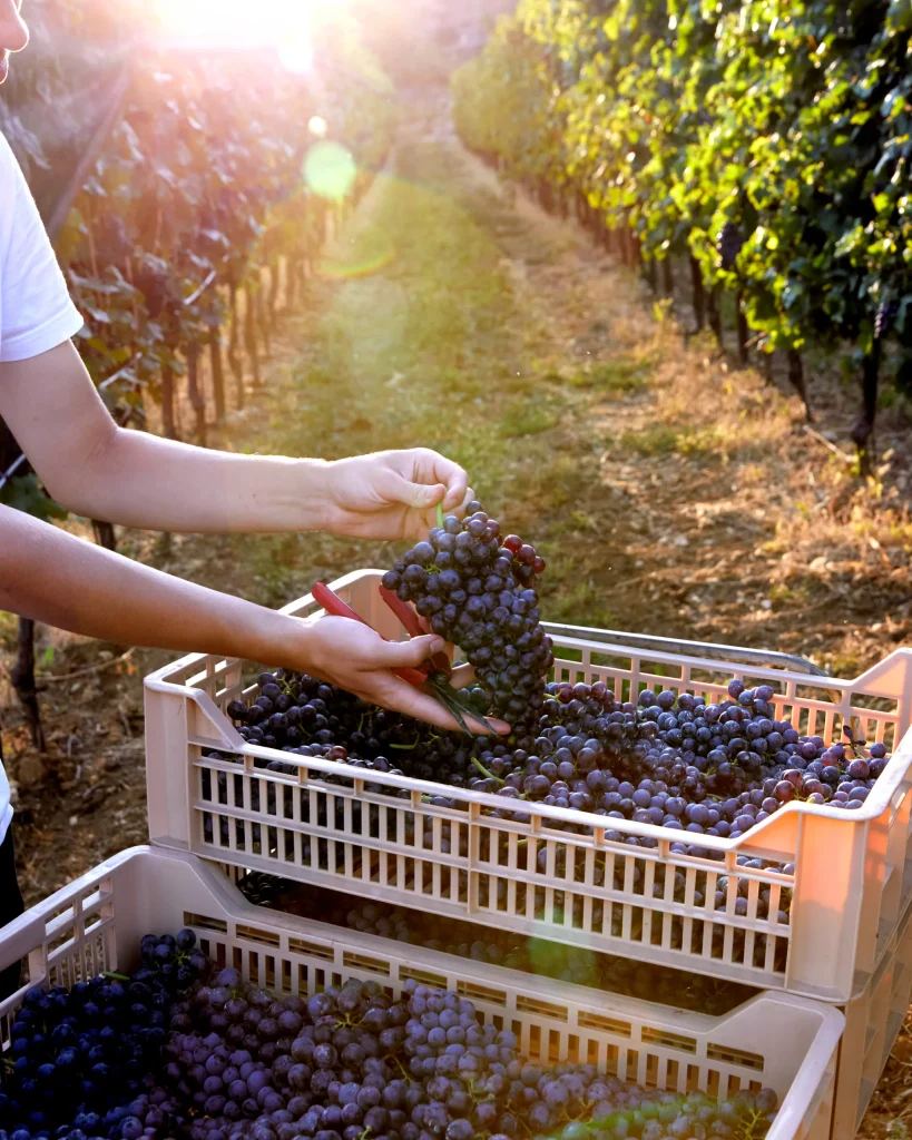Grappoli di uva rossa raccolti a mano nelle casse