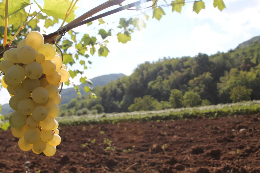 Grappolo di Durella a luglio