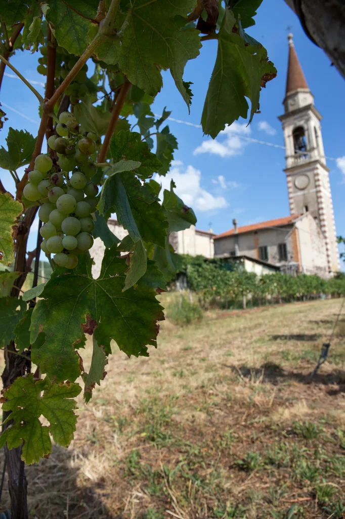 Grappoli e campanile tra le vigne