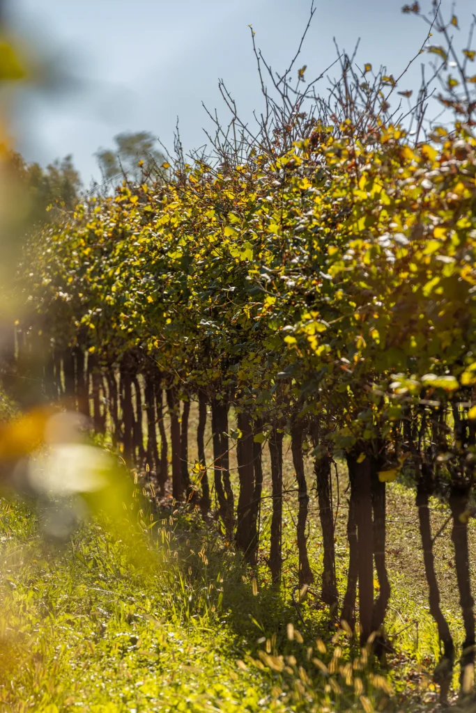 Filari in autunno nella pianura friulana