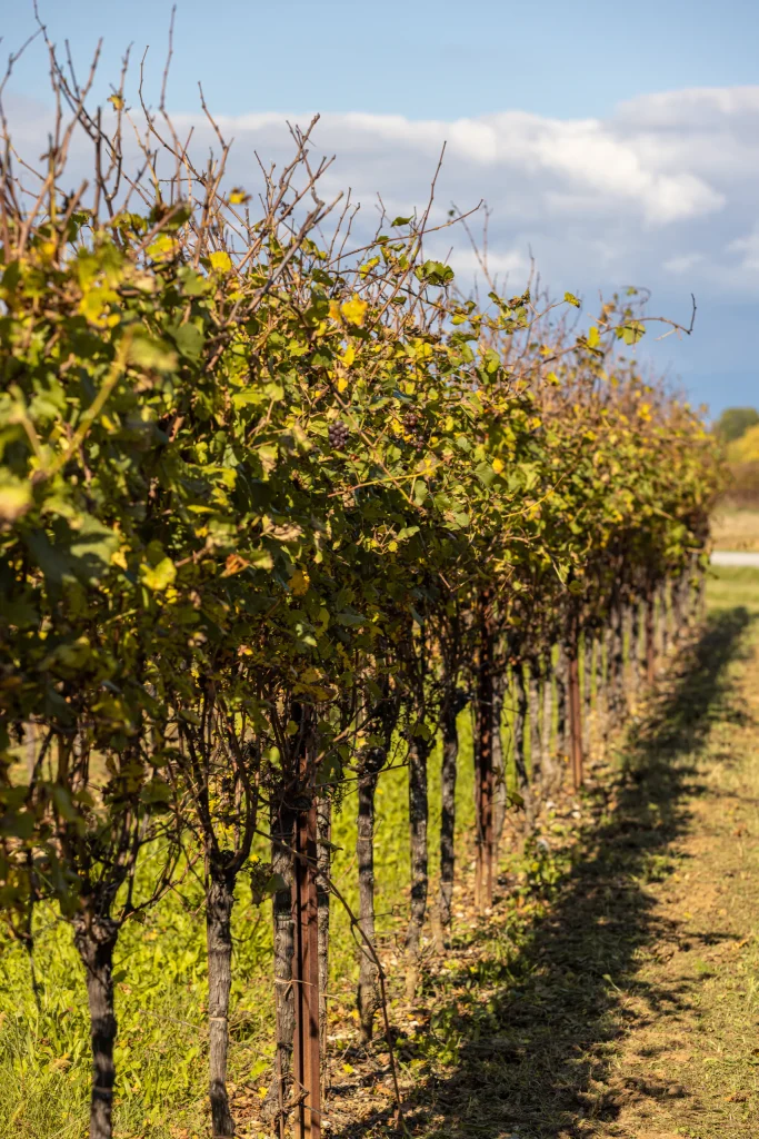 Un filare in autunno
