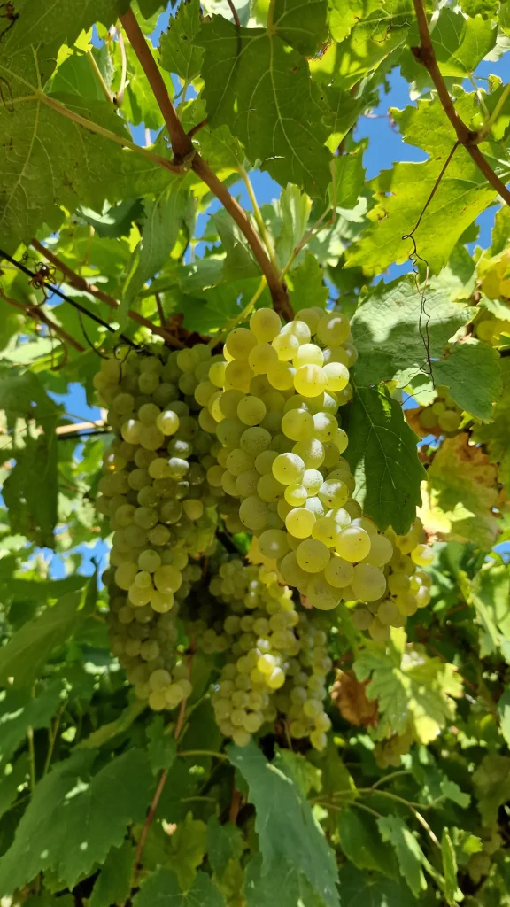 Grappolo bianco (foto segnaposto)