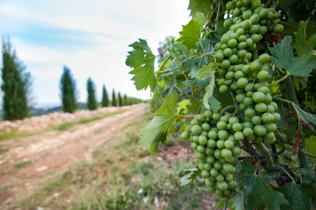 Uva bianca e cipressi (foto segnaposto)