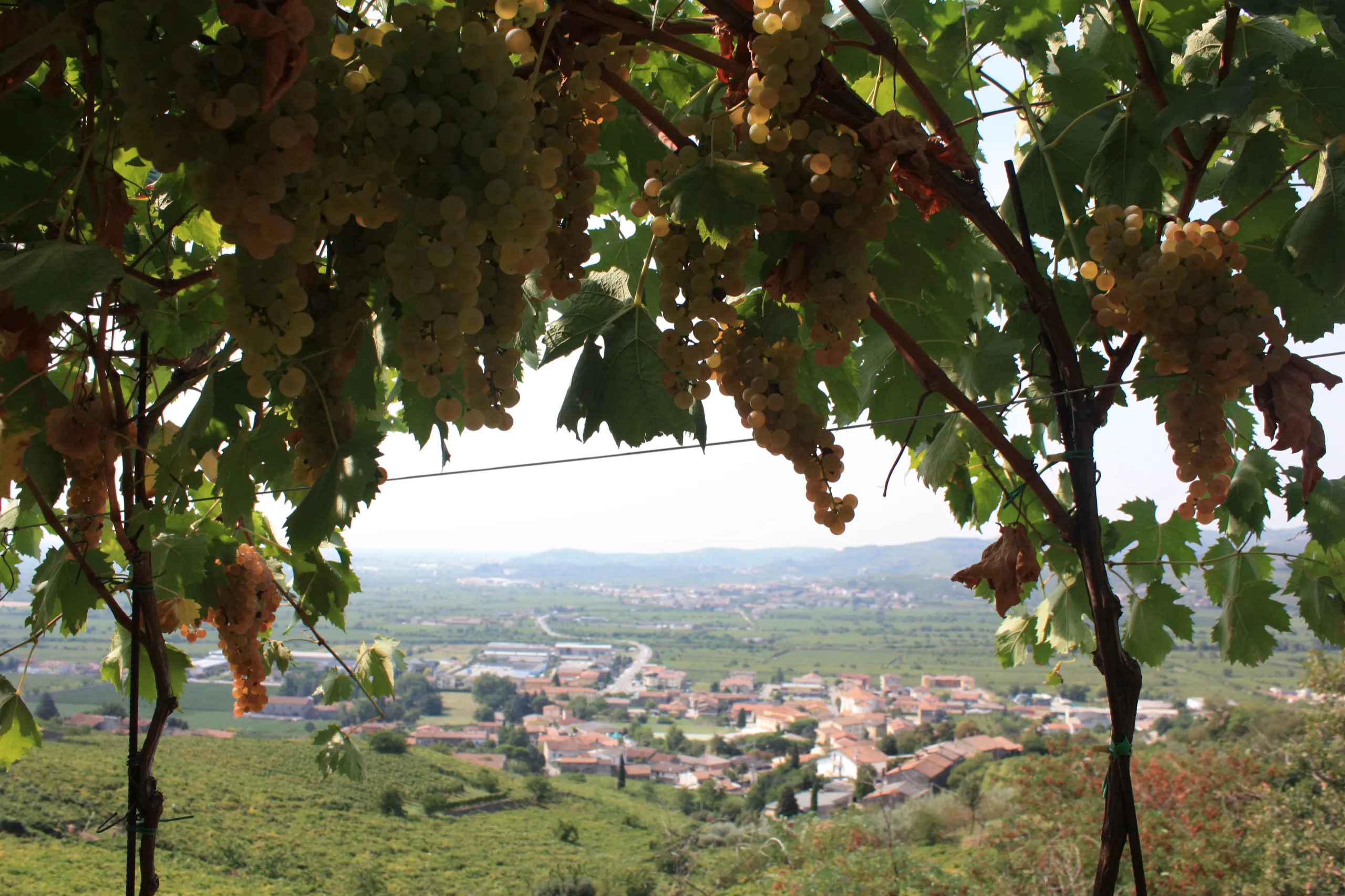 Pergola di Garganega sopra il paese