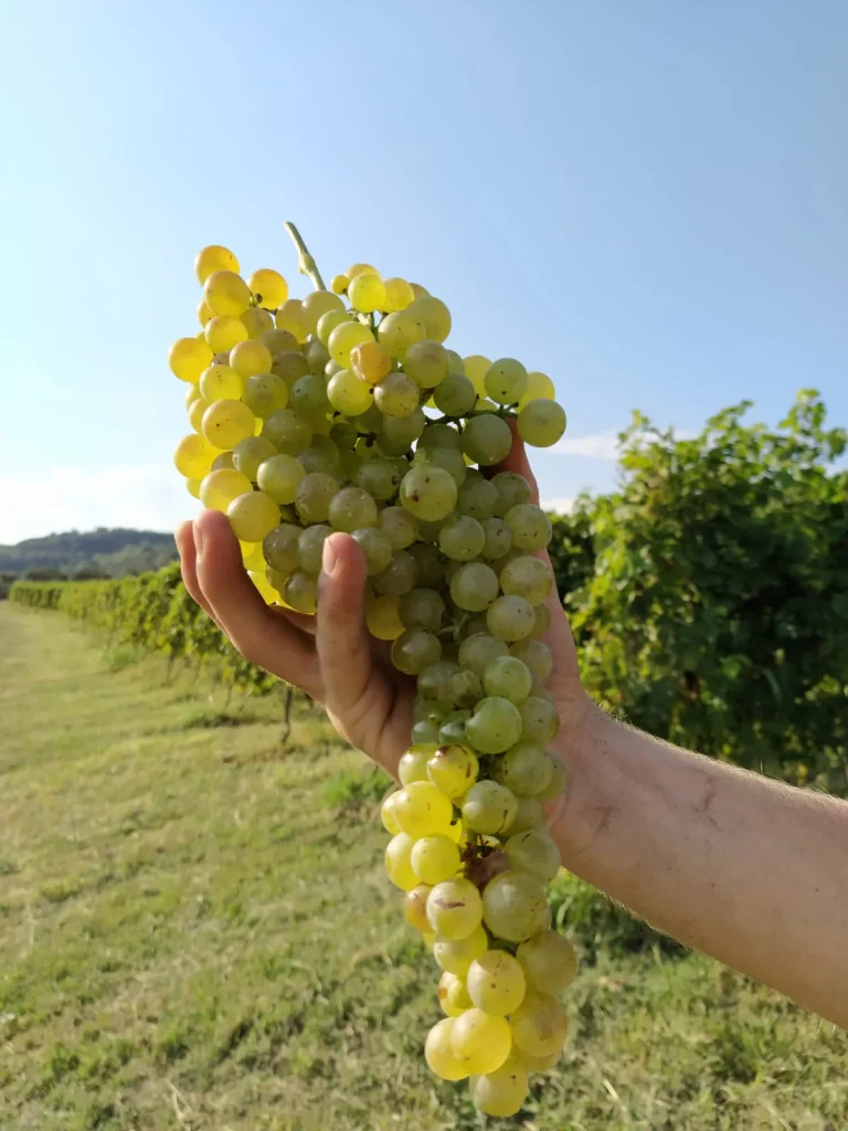 Grappolo di Garganega a Motto Piane