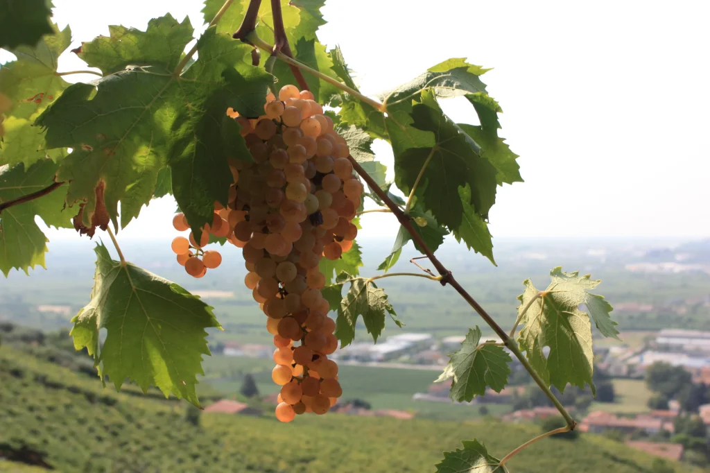 Grappolo di Garganega sopra la valle