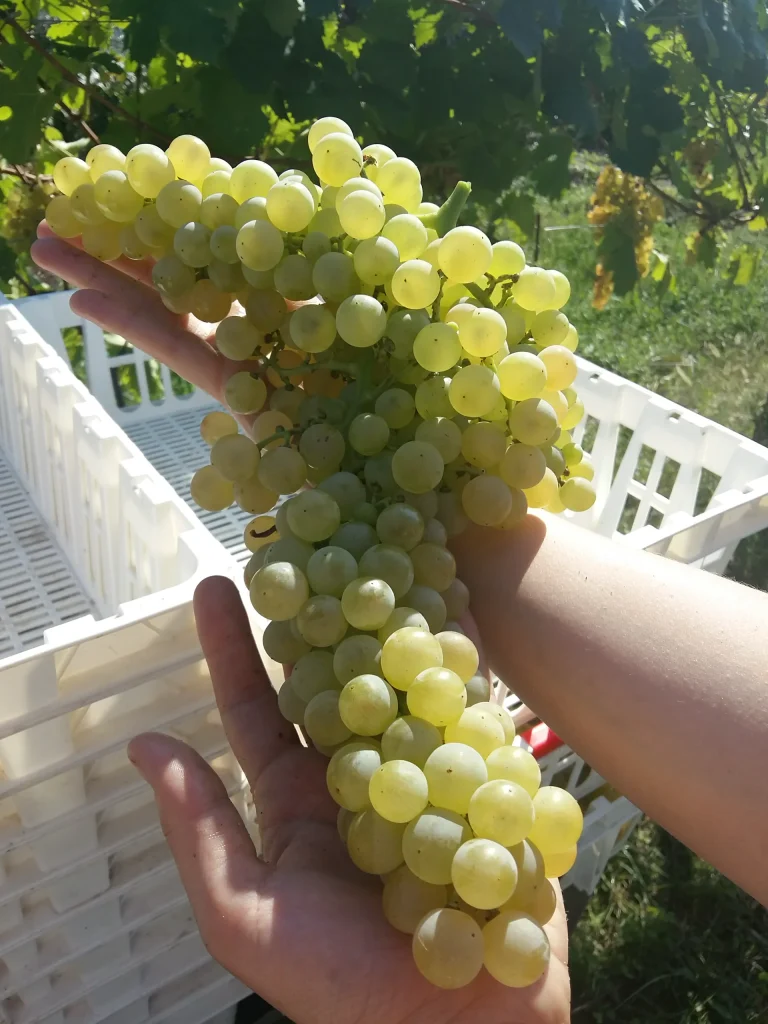 Garganega scelta per l'appassimento