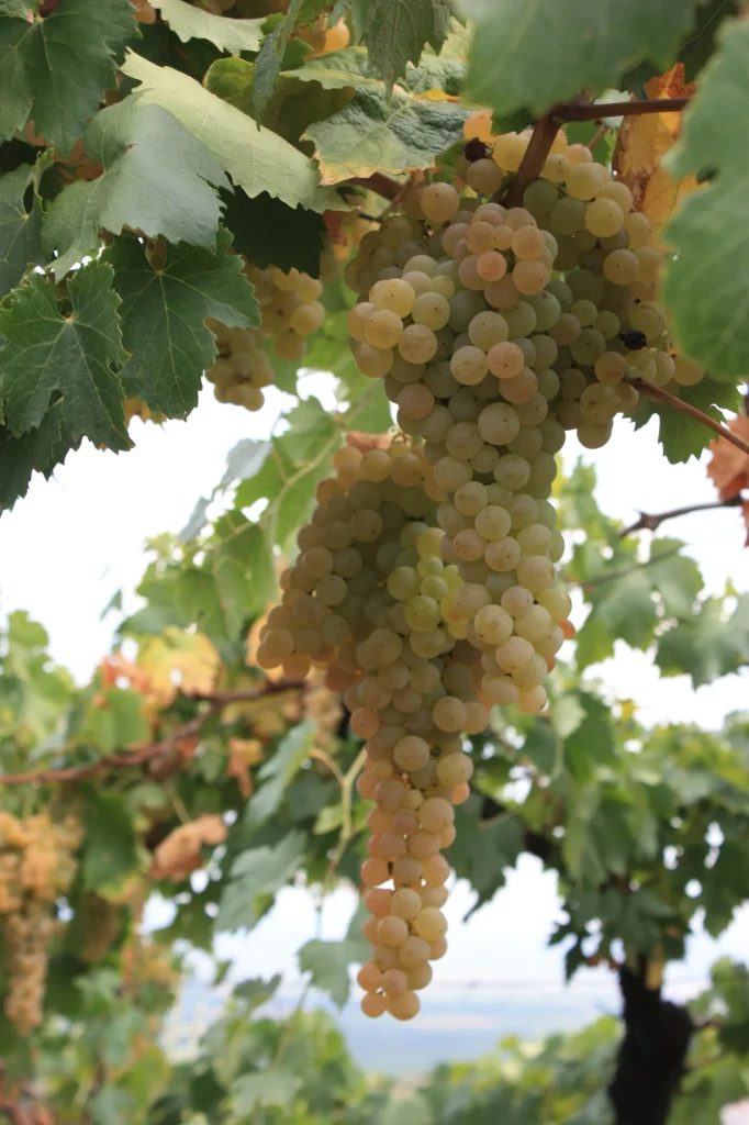 Grappolo di Garganega sulla pianta