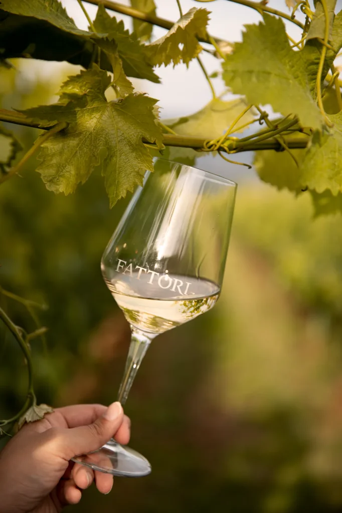 Calice di vino bianco tra i filari